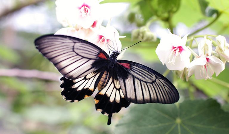 Read more about the article Η κάμπια που φοβόταν να γίνει πεταλούδα